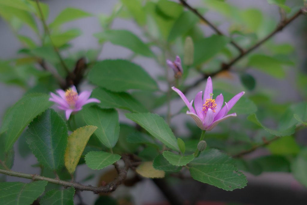 スイレンボクの花