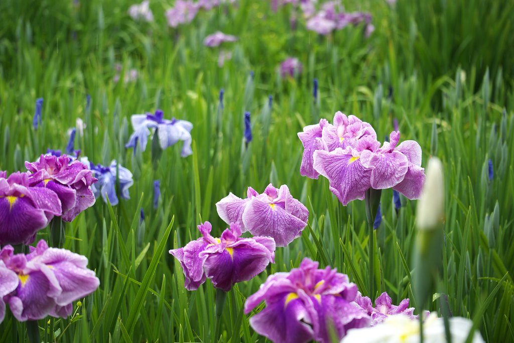 雨の中の花しょうぶ