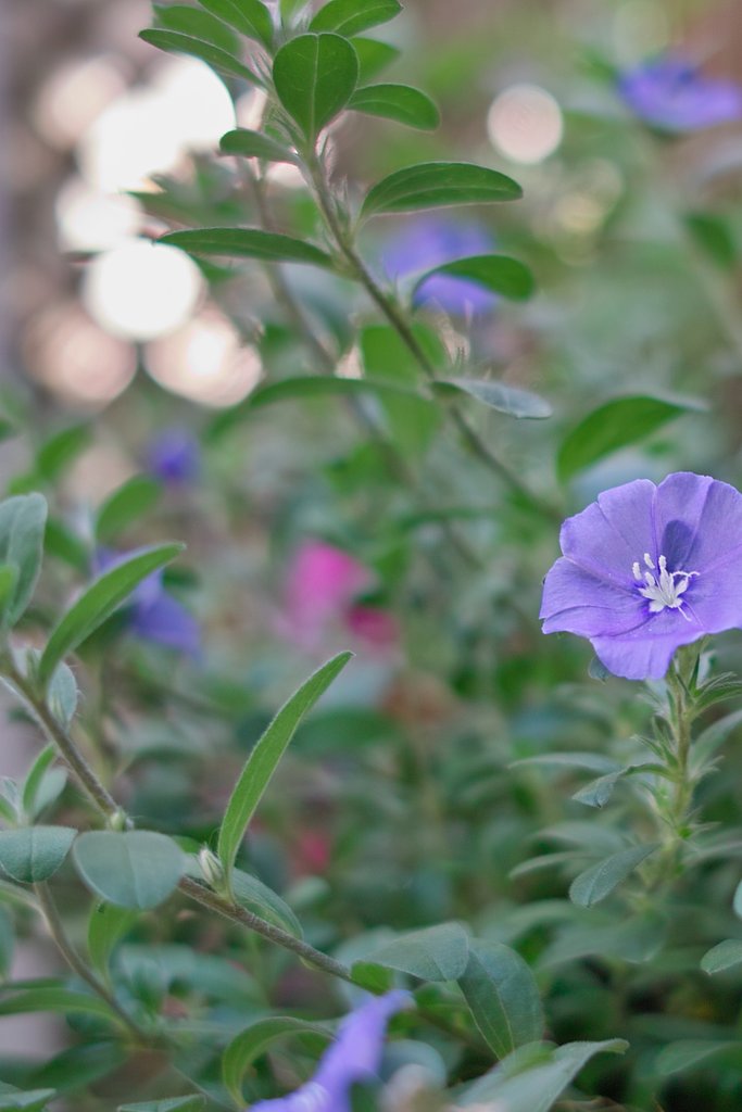 光とお花