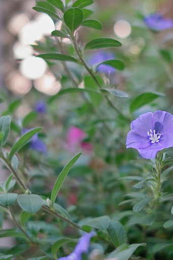 光とお花