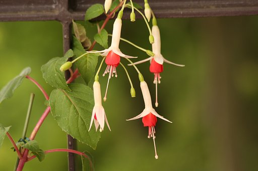 これが花？？