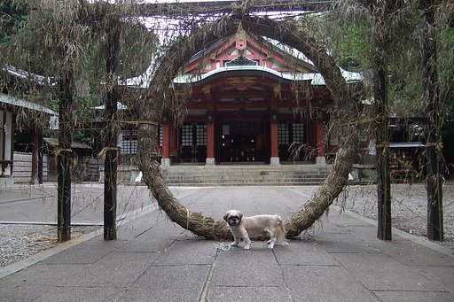 茅の輪潜り