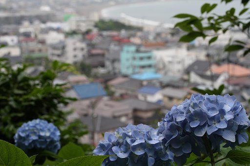 紫陽花の似合う街