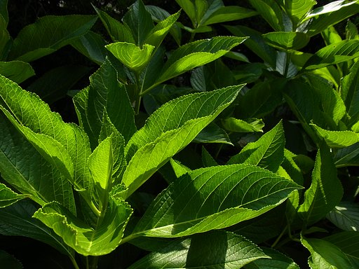 夏の陽射し