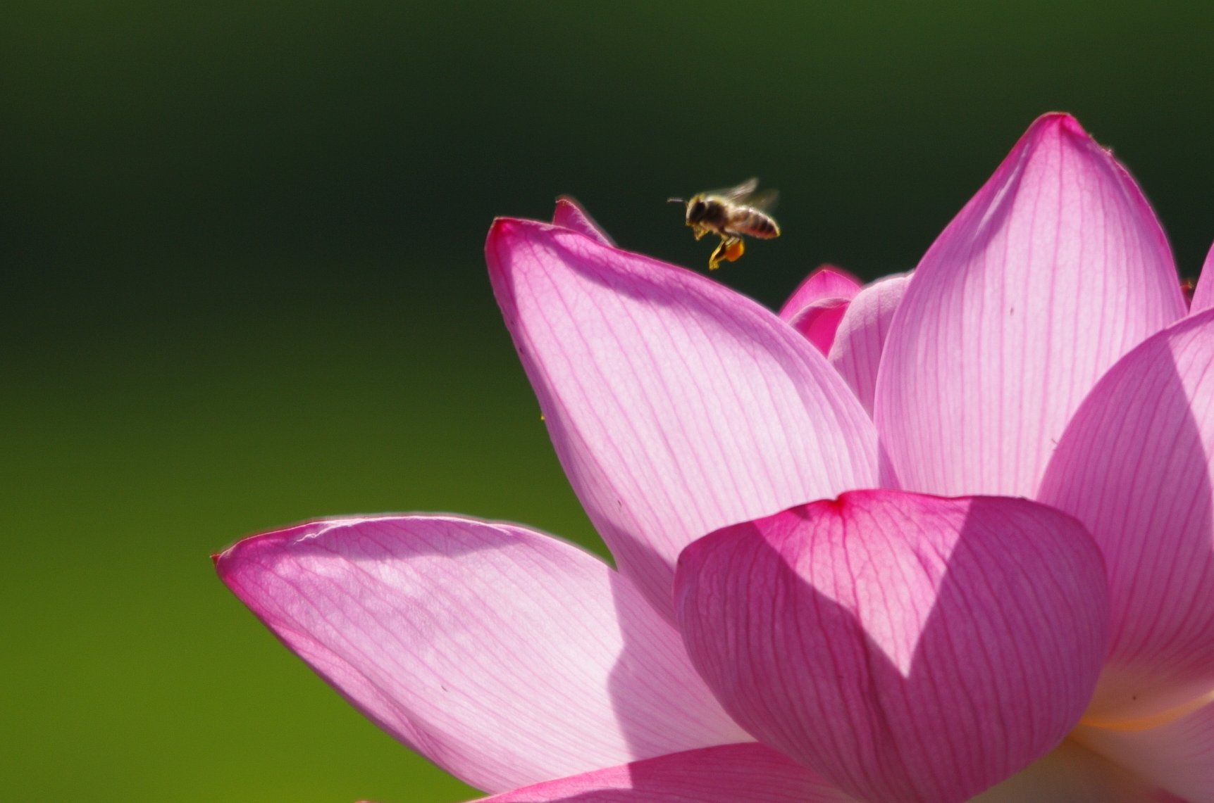 朝の蜂