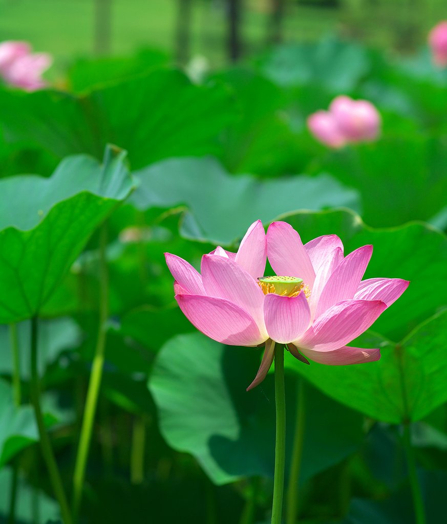 蓮の花・・・