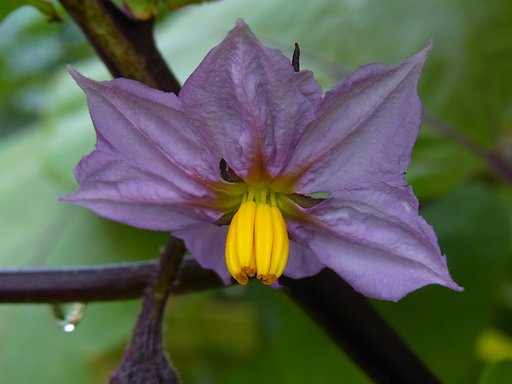 ナスの花
