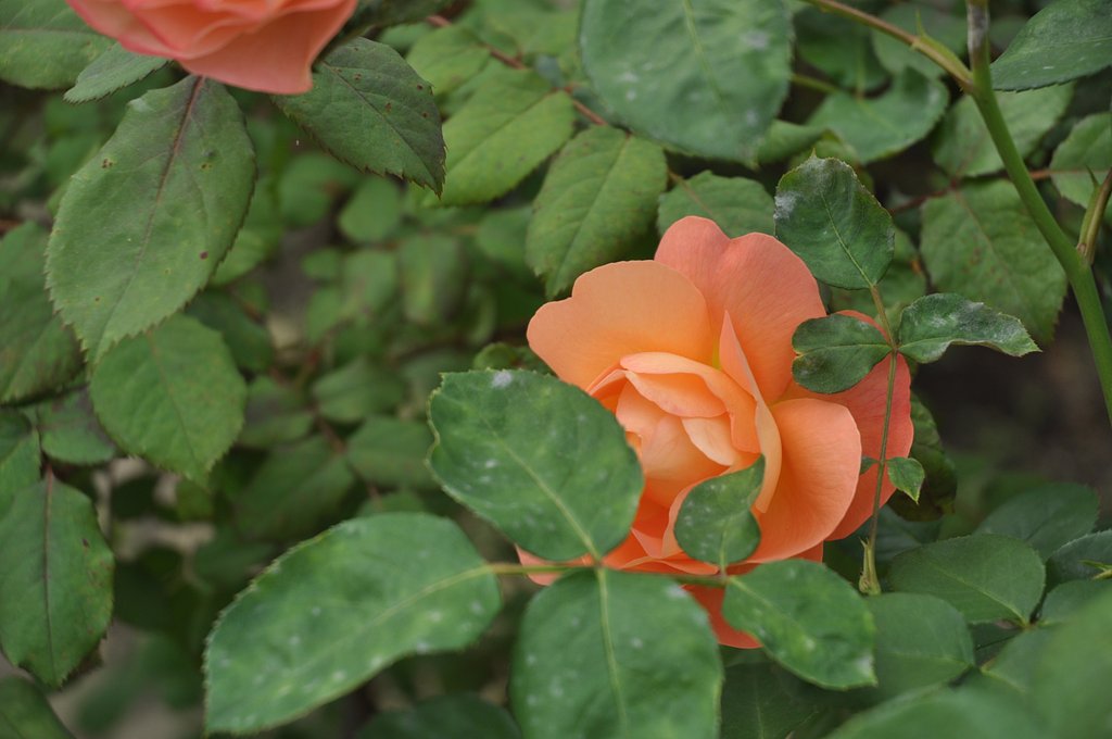 薔薇6