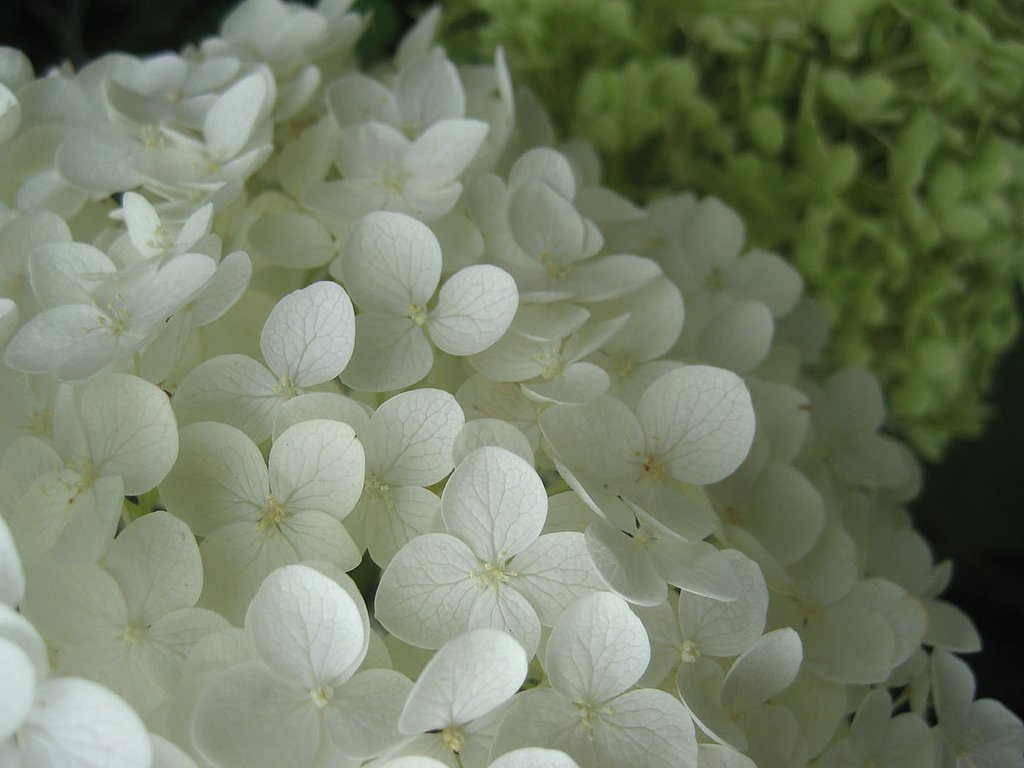 小さな花集まるアナベル