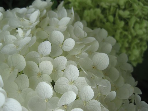 小さな花集まるアナベル