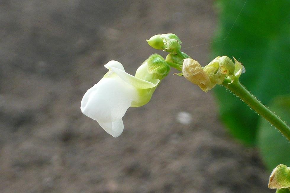 いんげんの花。
