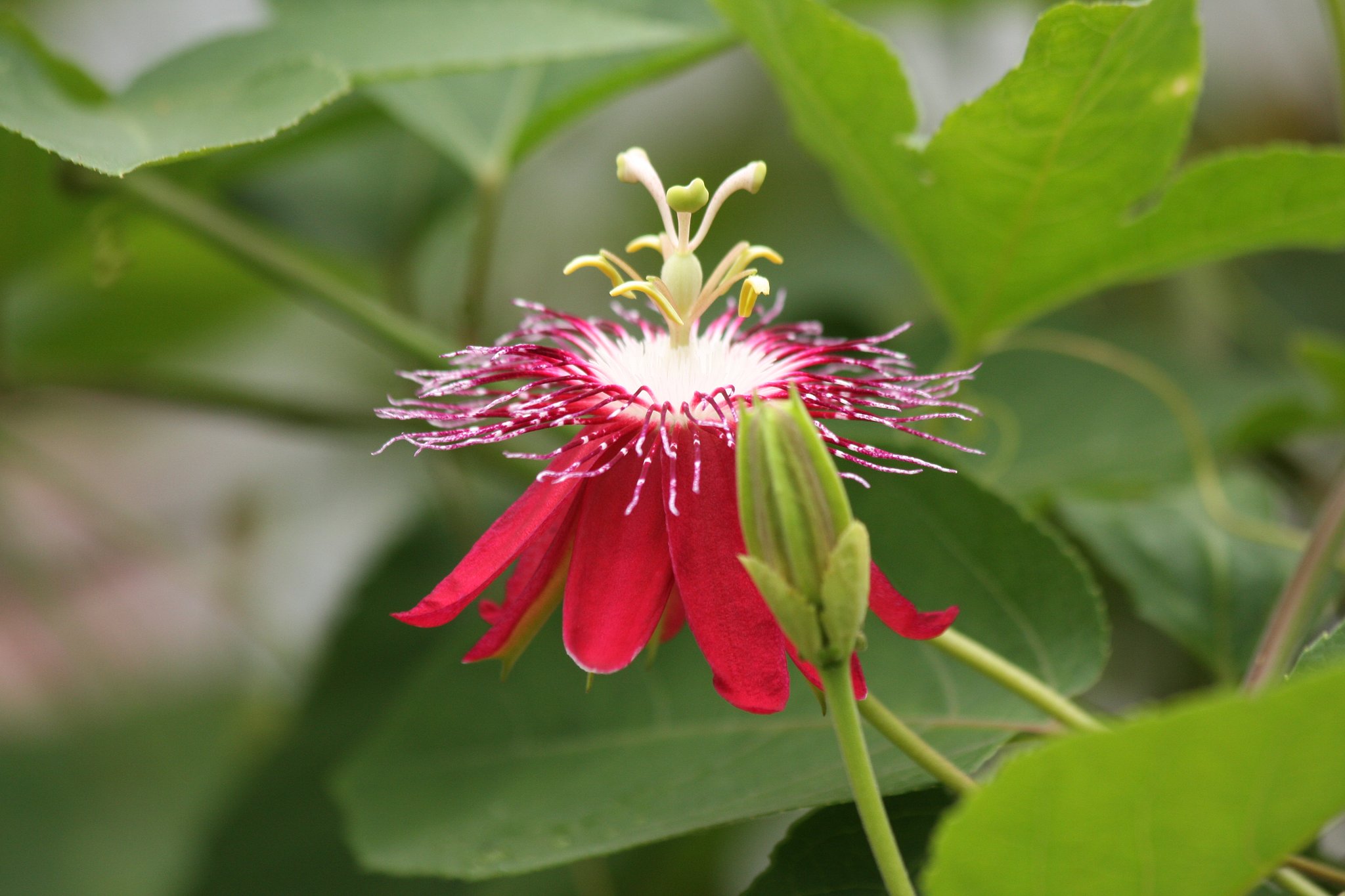 水戸植物公園の花