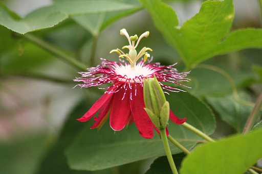 水戸植物公園の花