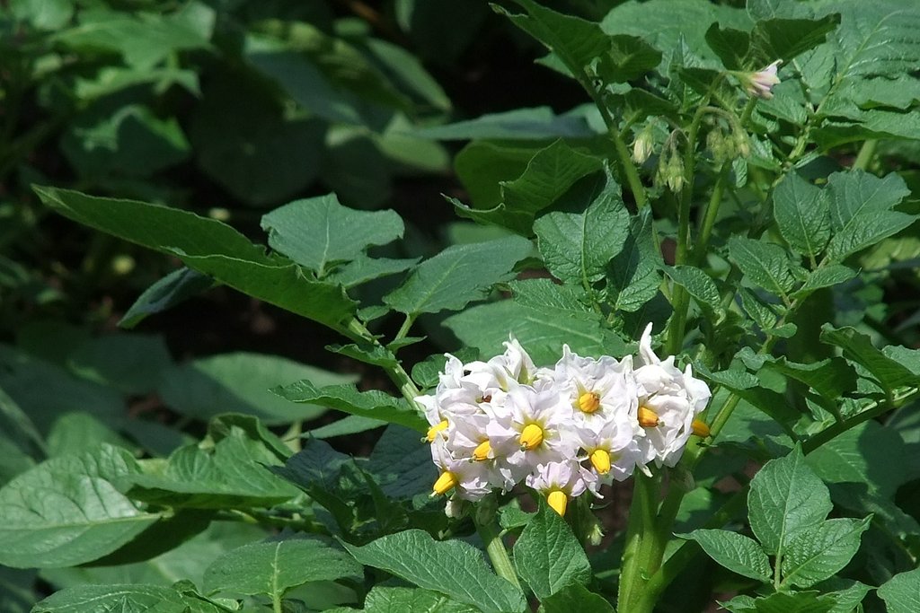じゃが芋の花