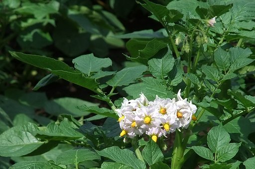 じゃが芋の花