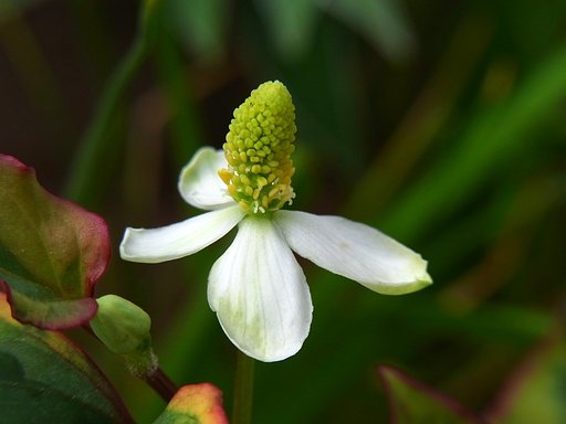 ドクダミの花