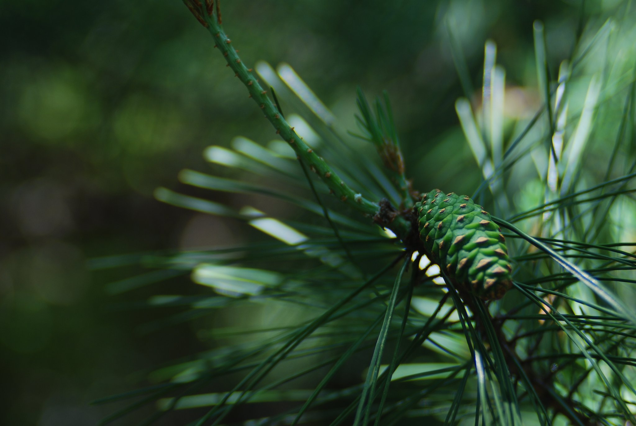 P.Angenieux 35-70mmF2.5-3.3