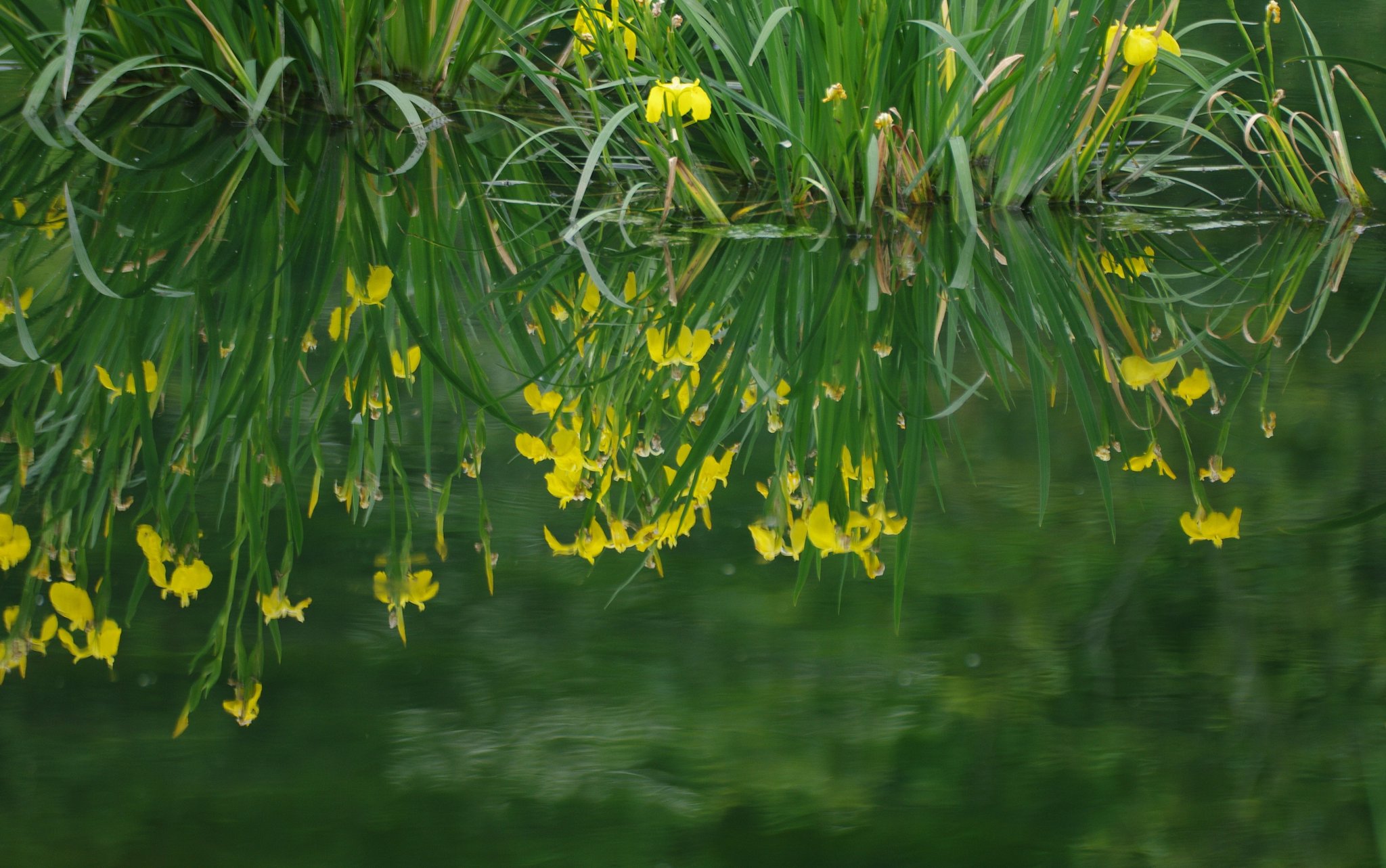【清和】　菖蒲園の水辺