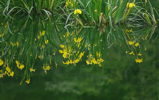 【清和】　菖蒲園の水辺