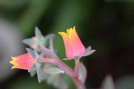 シチフクジン
