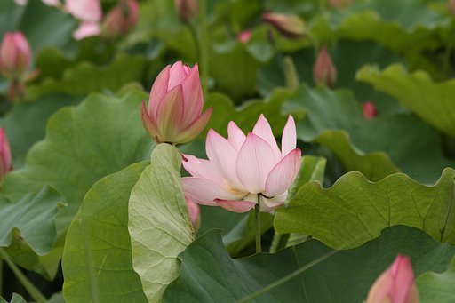 蓮の花