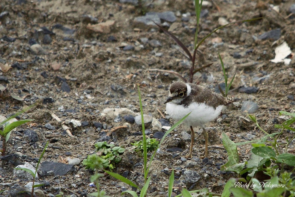コチドリ④・・幼鳥