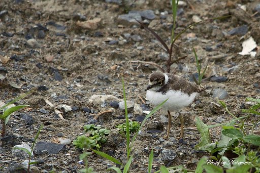 コチドリ④・・幼鳥