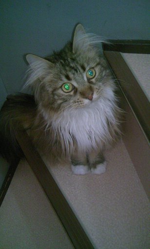 ねこ