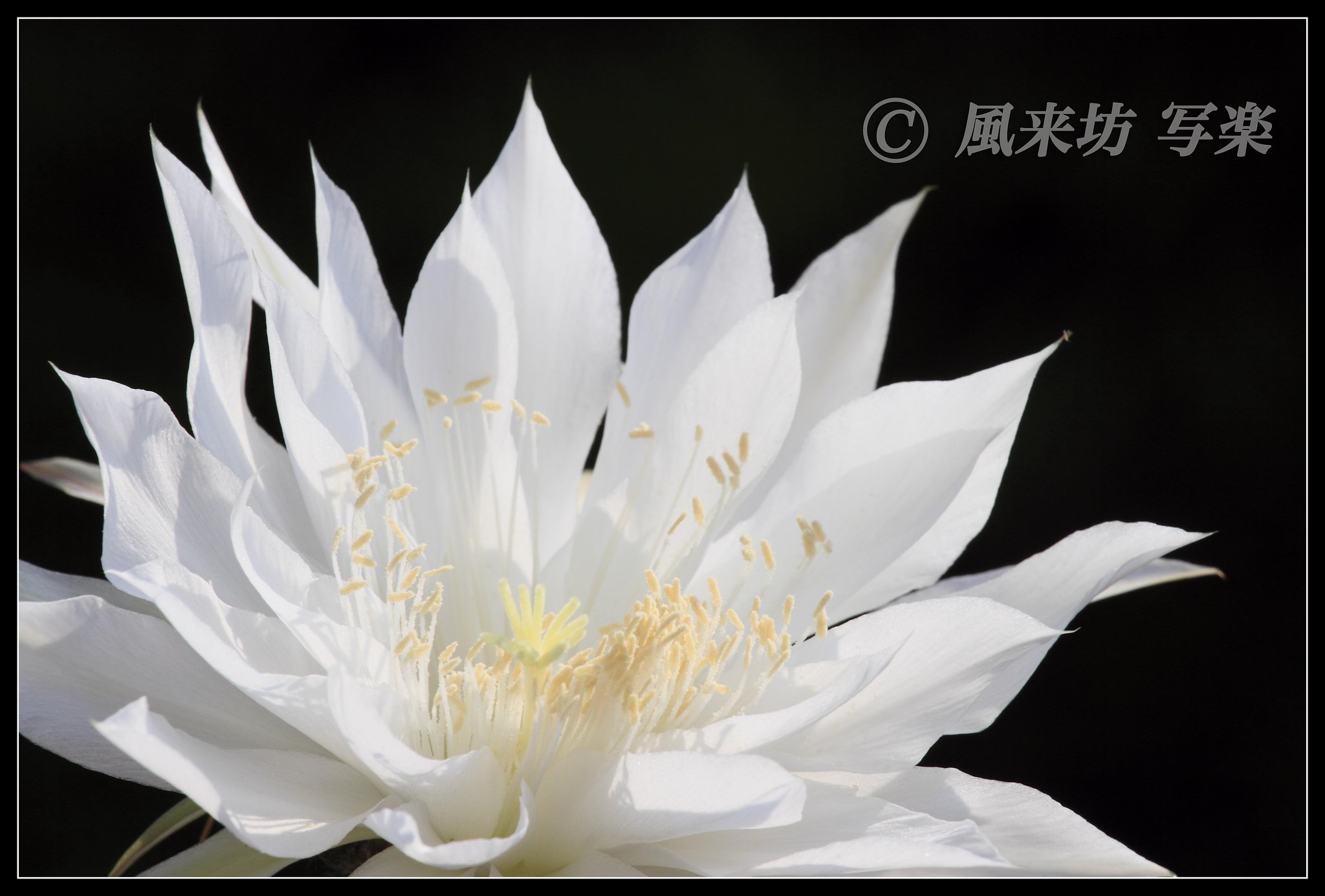♪サボテンの花♪