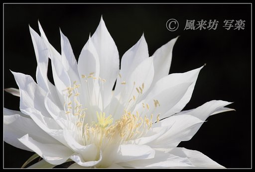 ♪サボテンの花♪