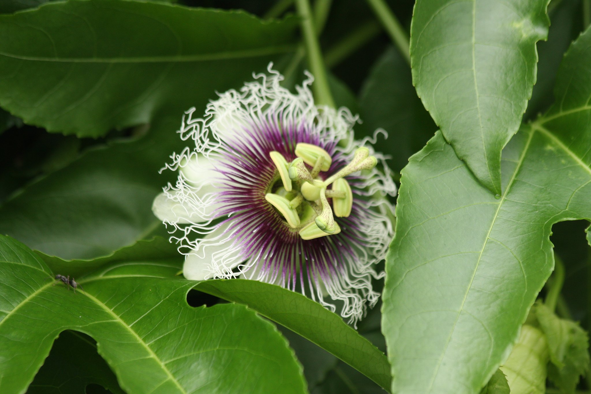 水戸植物公園の花