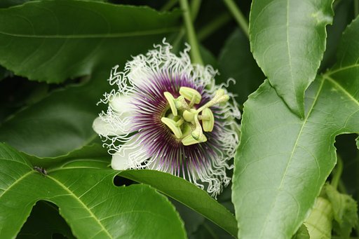 水戸植物公園の花