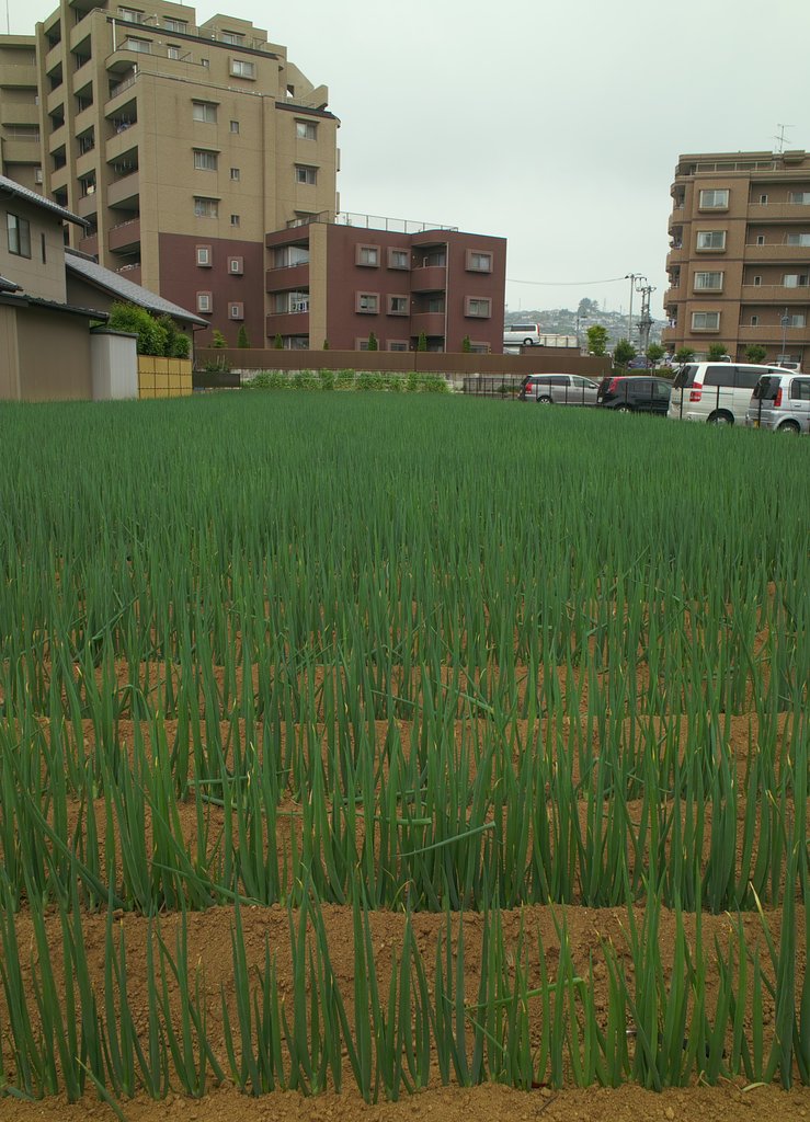 【生活の色】頑張れ畑