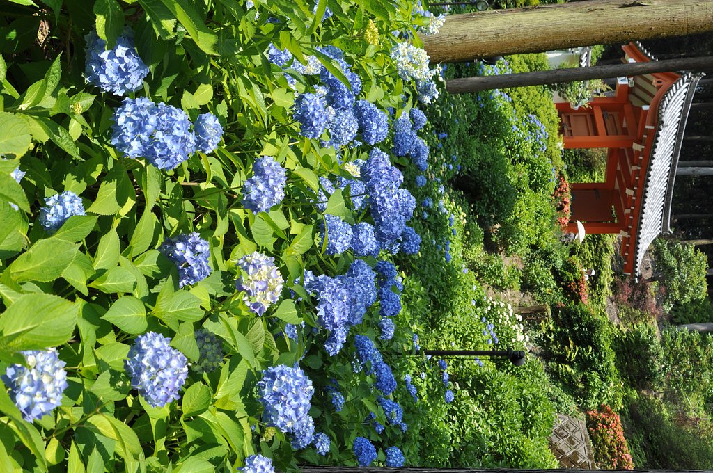 梅雨の花