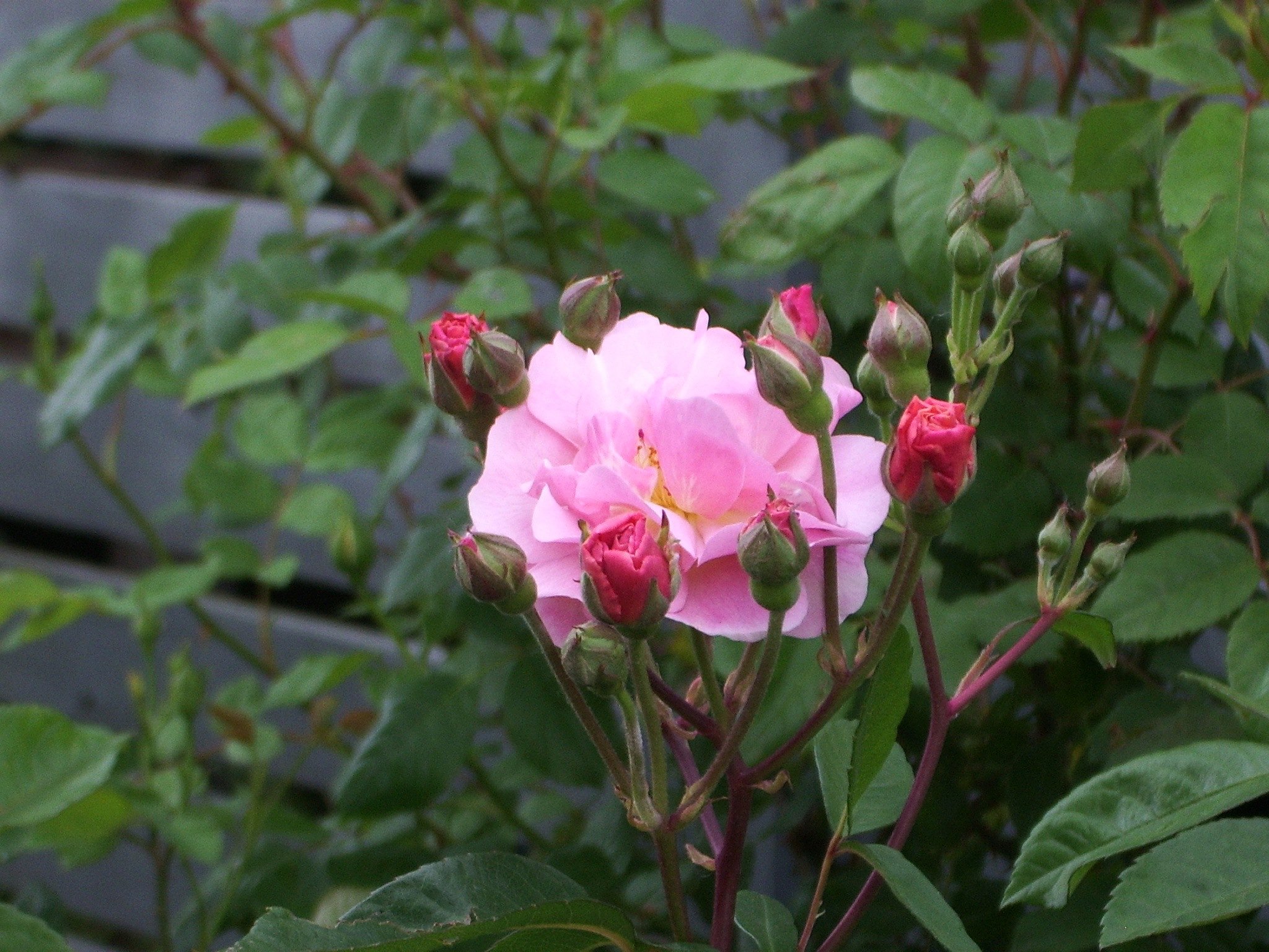 ピンクの薔薇♪