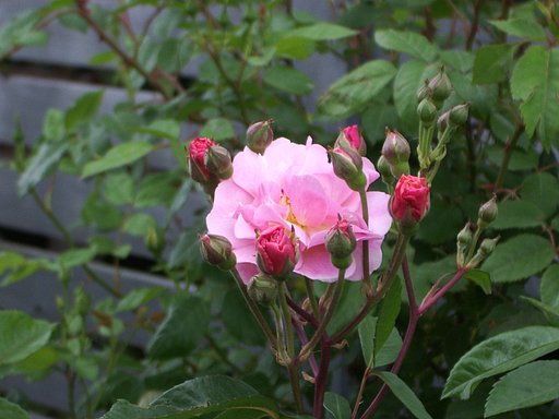 ピンクの薔薇♪