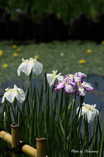 花菖蒲