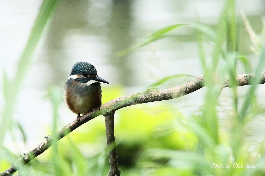 翡翠・・幼鳥