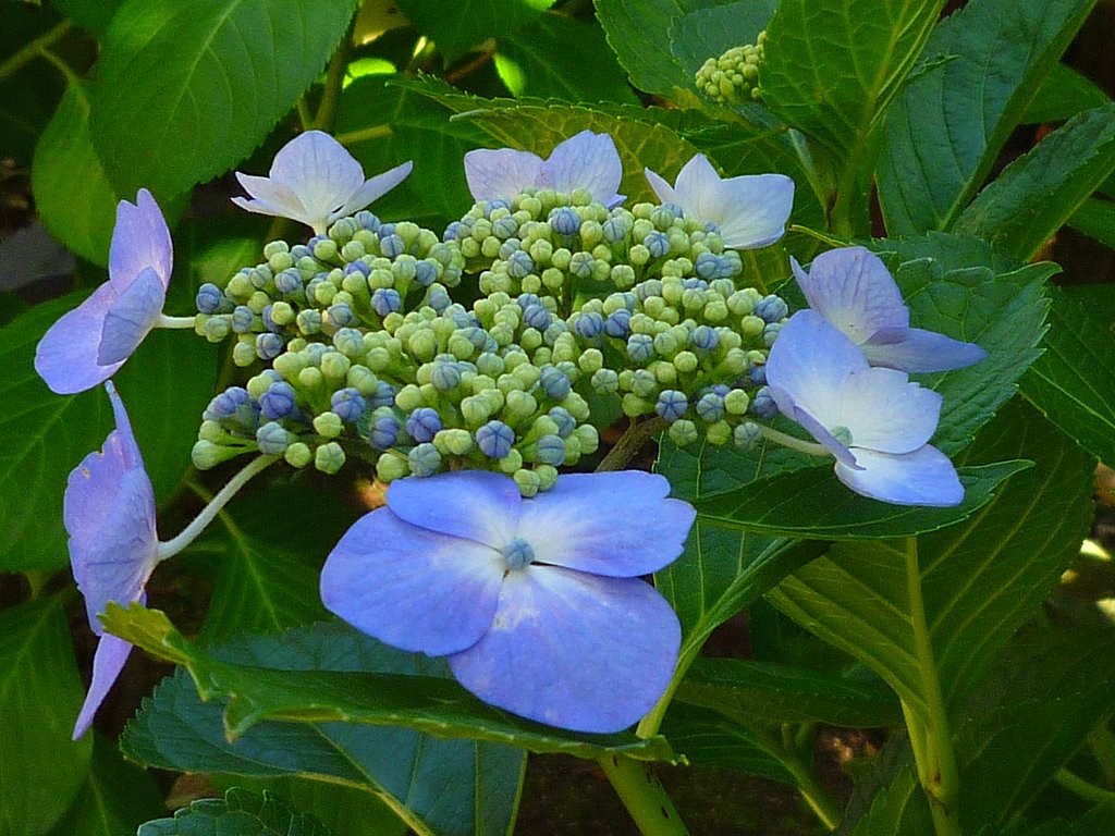 紫陽花