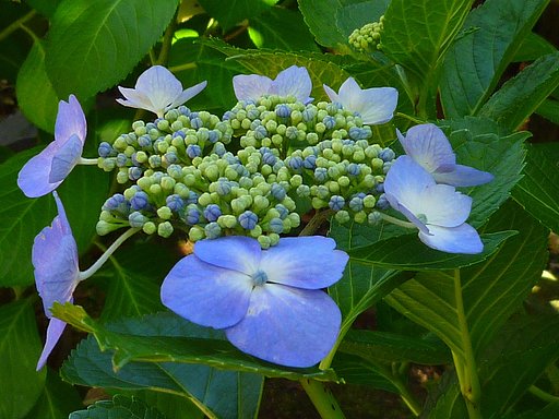 紫陽花