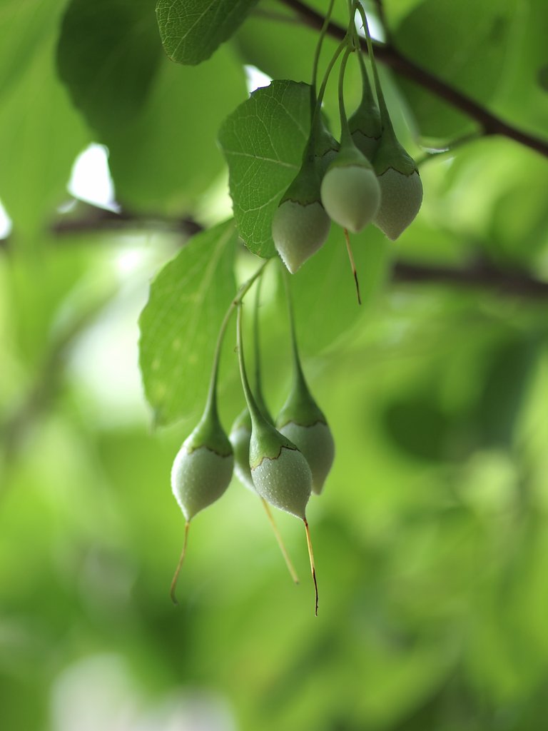 エゴノキの蕾