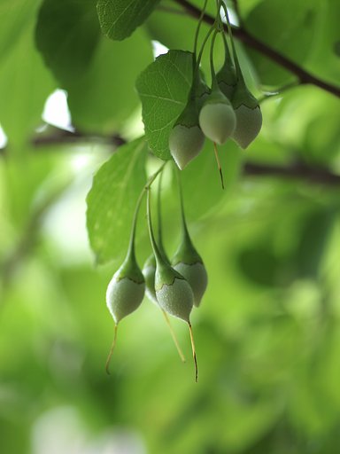 エゴノキの蕾