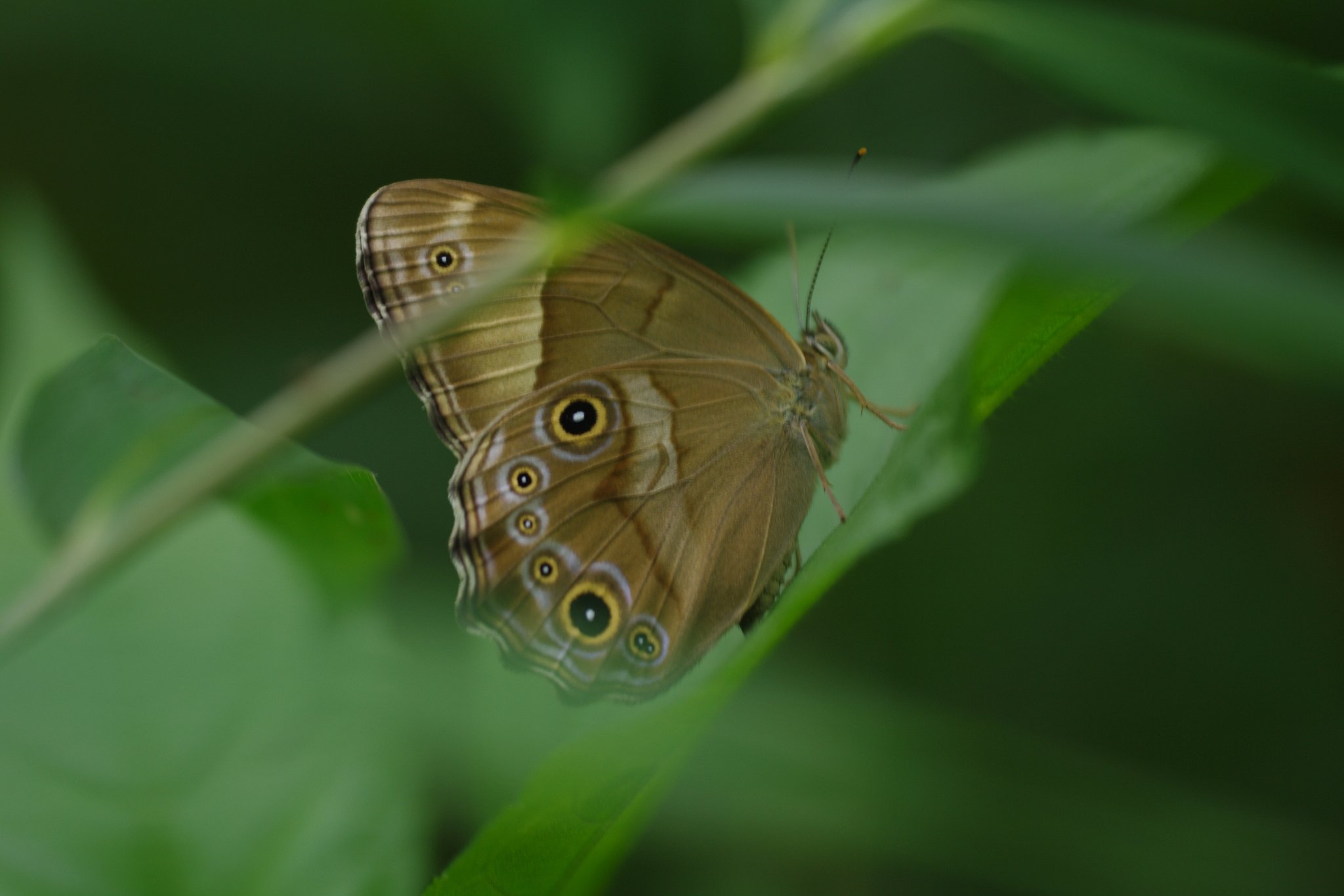 ヒカゲチョウ