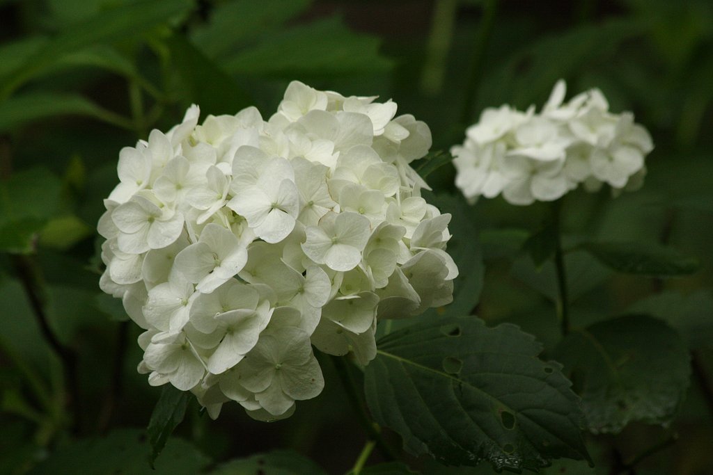 白い紫陽花