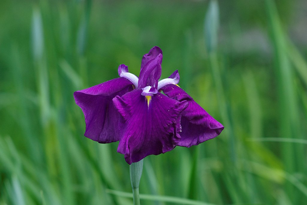 花菖蒲２
