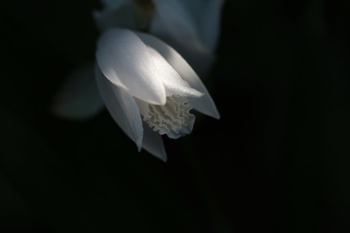 紫蘭（白）