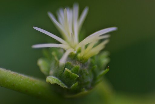 タンバグリの雌花が・・