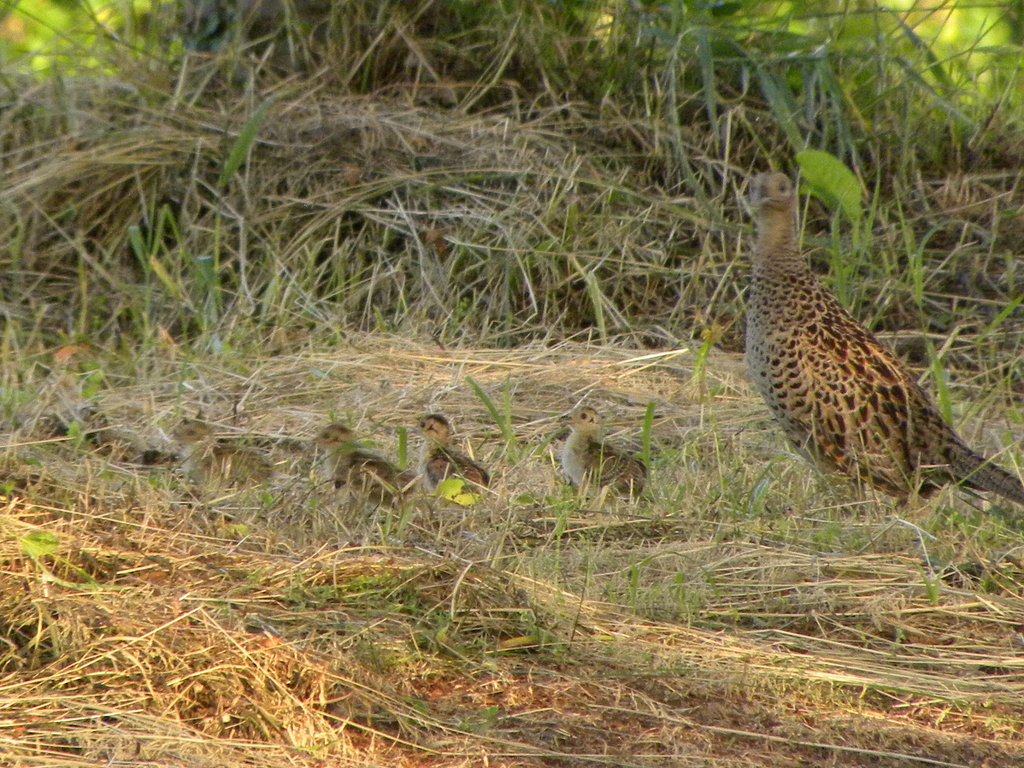 キジ♀　雛を連れて