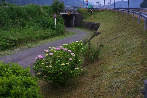 バス停付近草刈、二回目