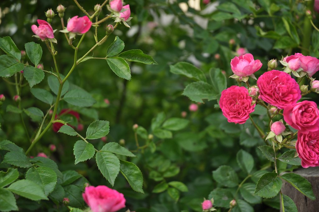 薔薇10
